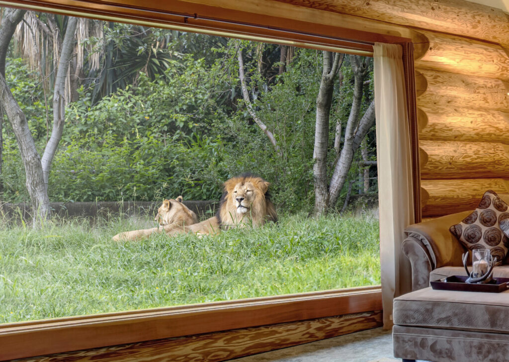 Vue de l'intérieur d'un hébergement avec vue sur les lions