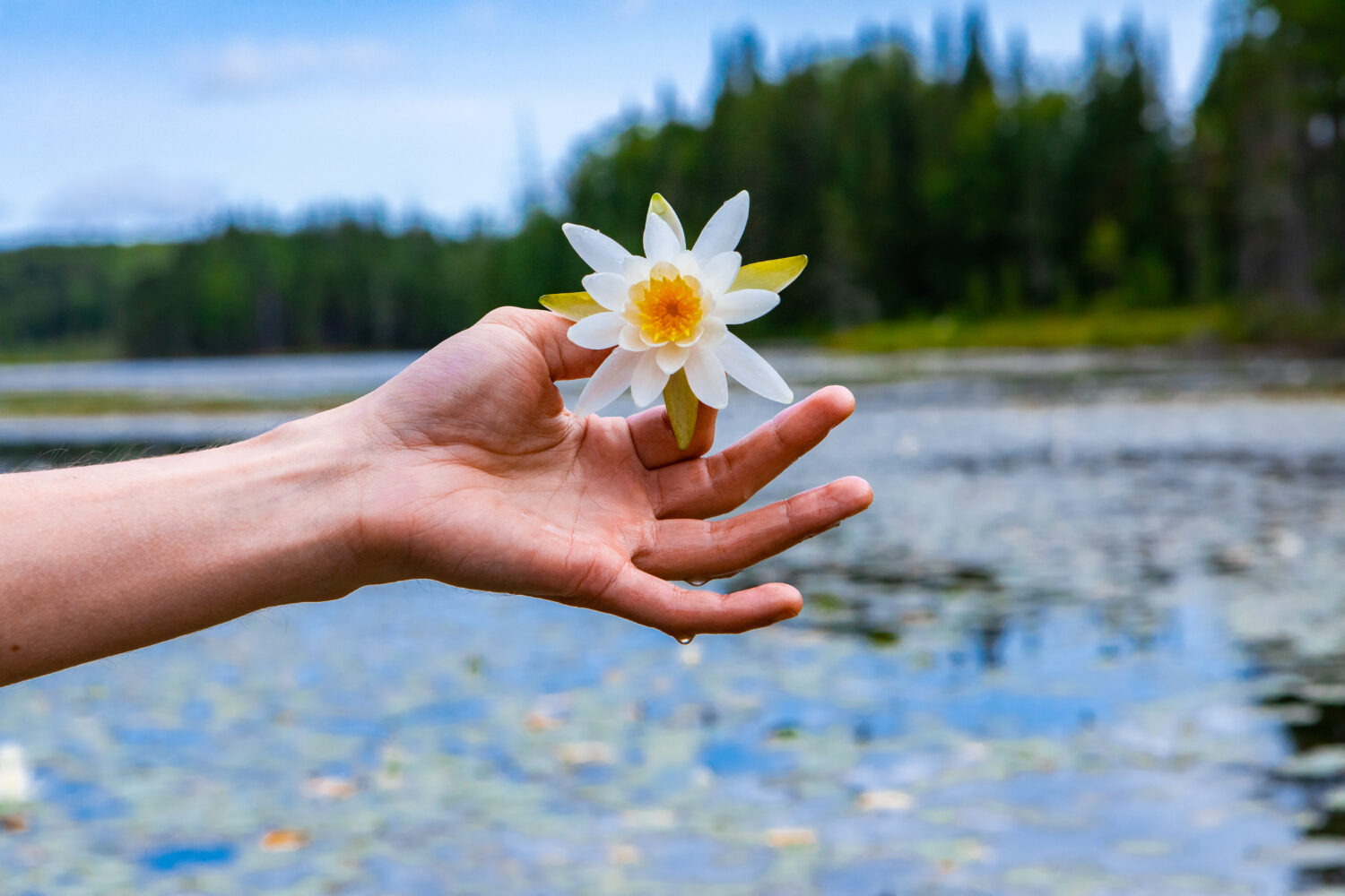 Main tenant une fleur blanche et jaune et à l'arrière-plan on voit un étendu d'eau et une forêt flou.