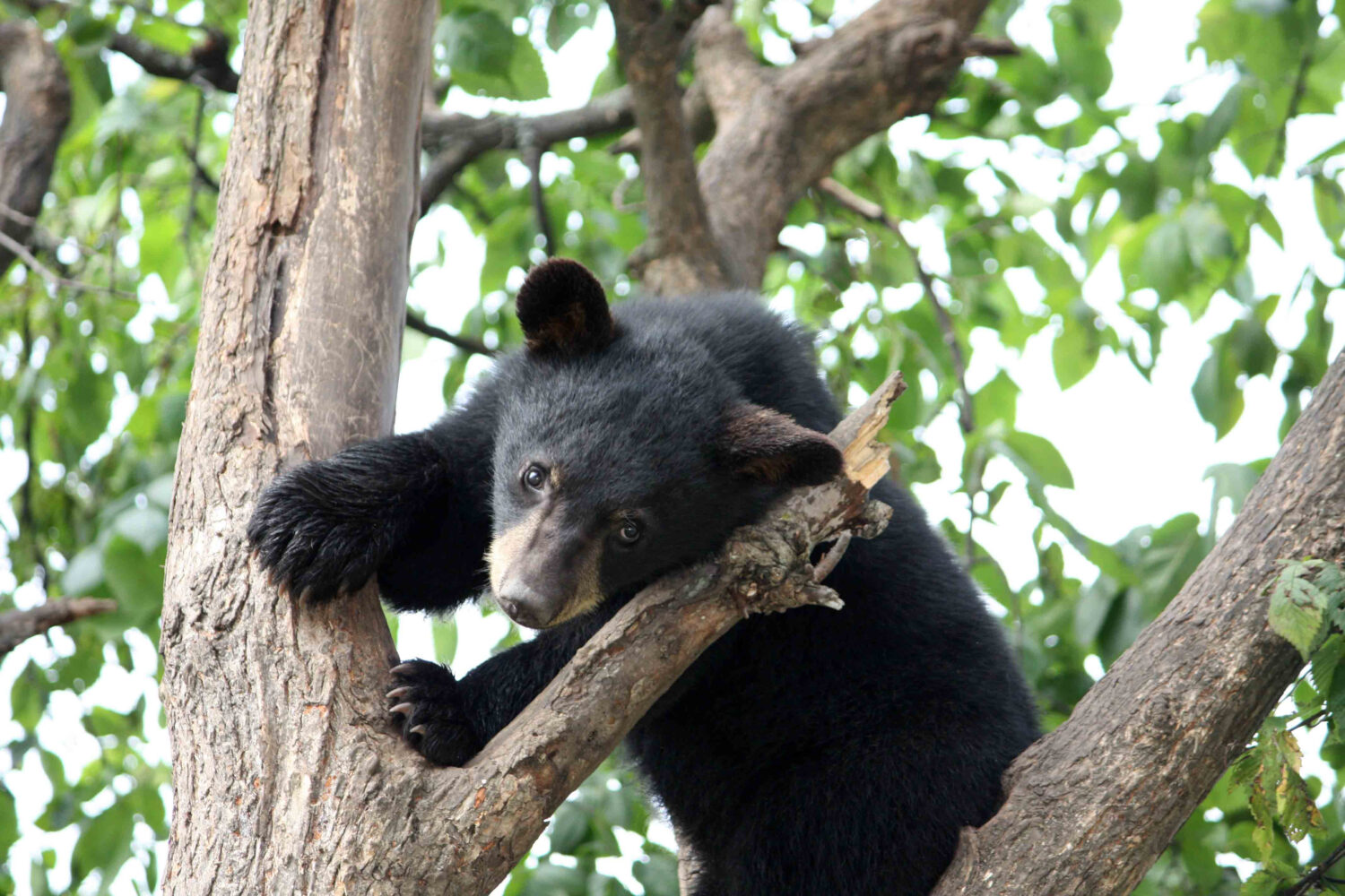 Ours noir dans un arbre.