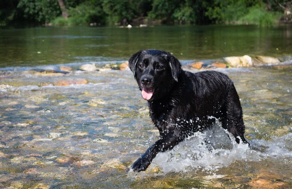 chien qui se baigne