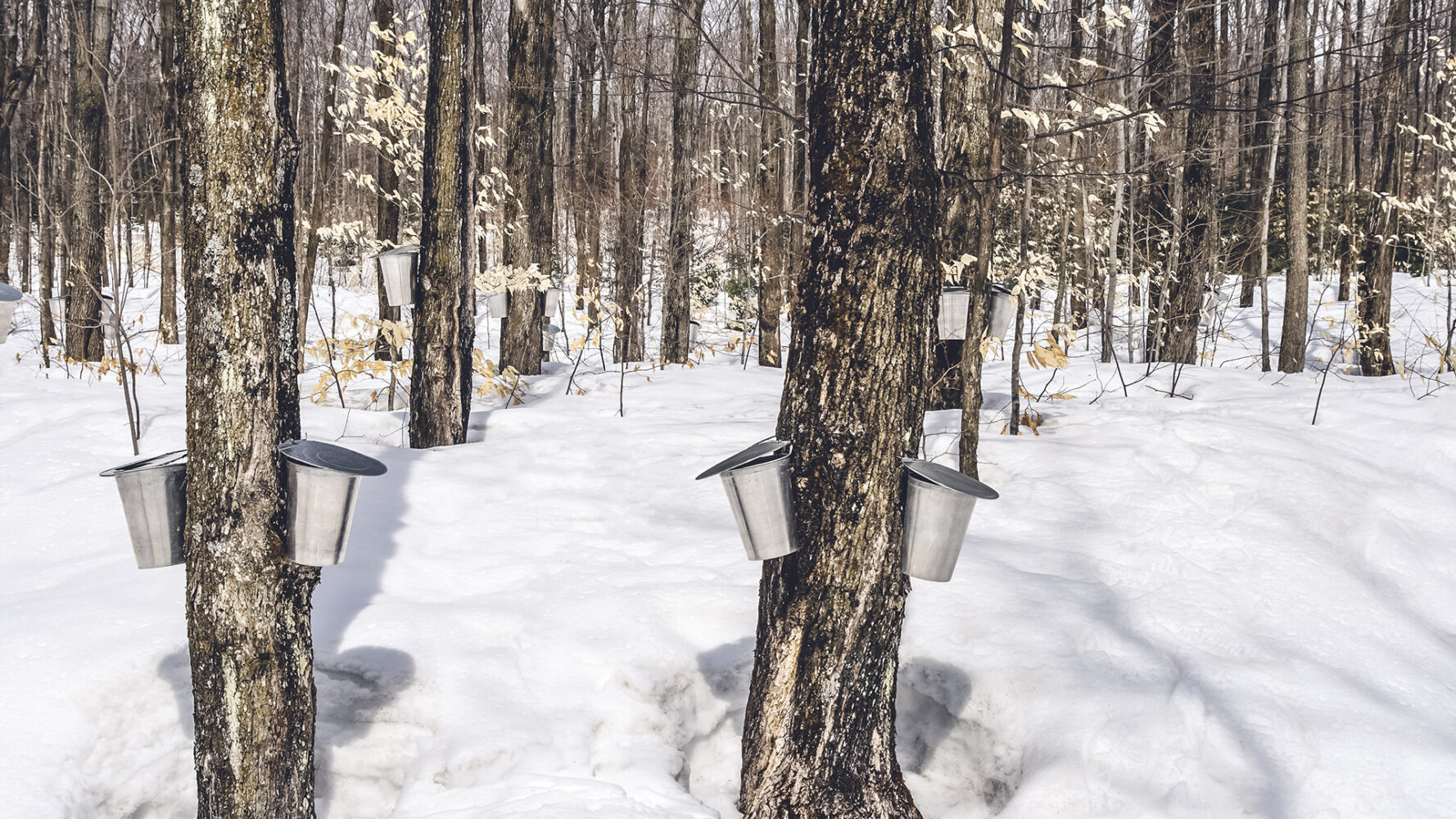 Temps des sucres au Québec