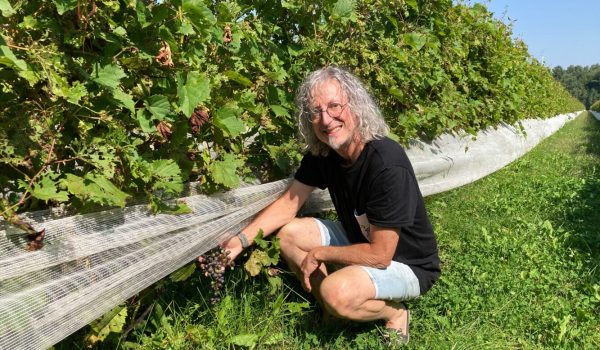 Vignoble Têtes au vent | crédit photo : Geneviève Quessy